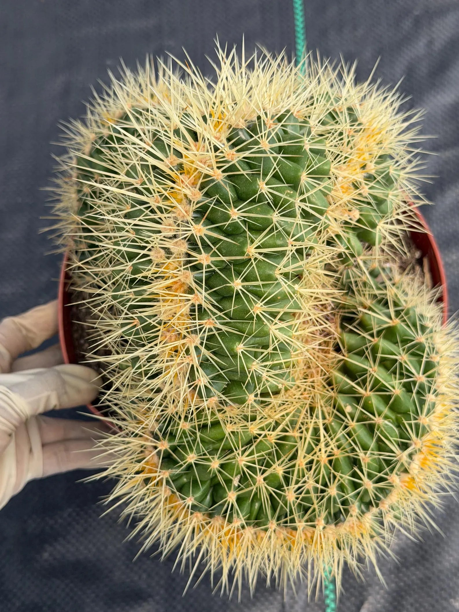 Crested Golden Barrel Cactus – Rare Large Specimen | Collector's Live Plant #165