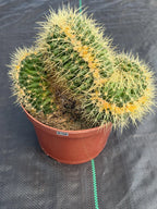 Crested Golden Barrel Cactus – Rare Large Specimen | Collector's Live Plant #165