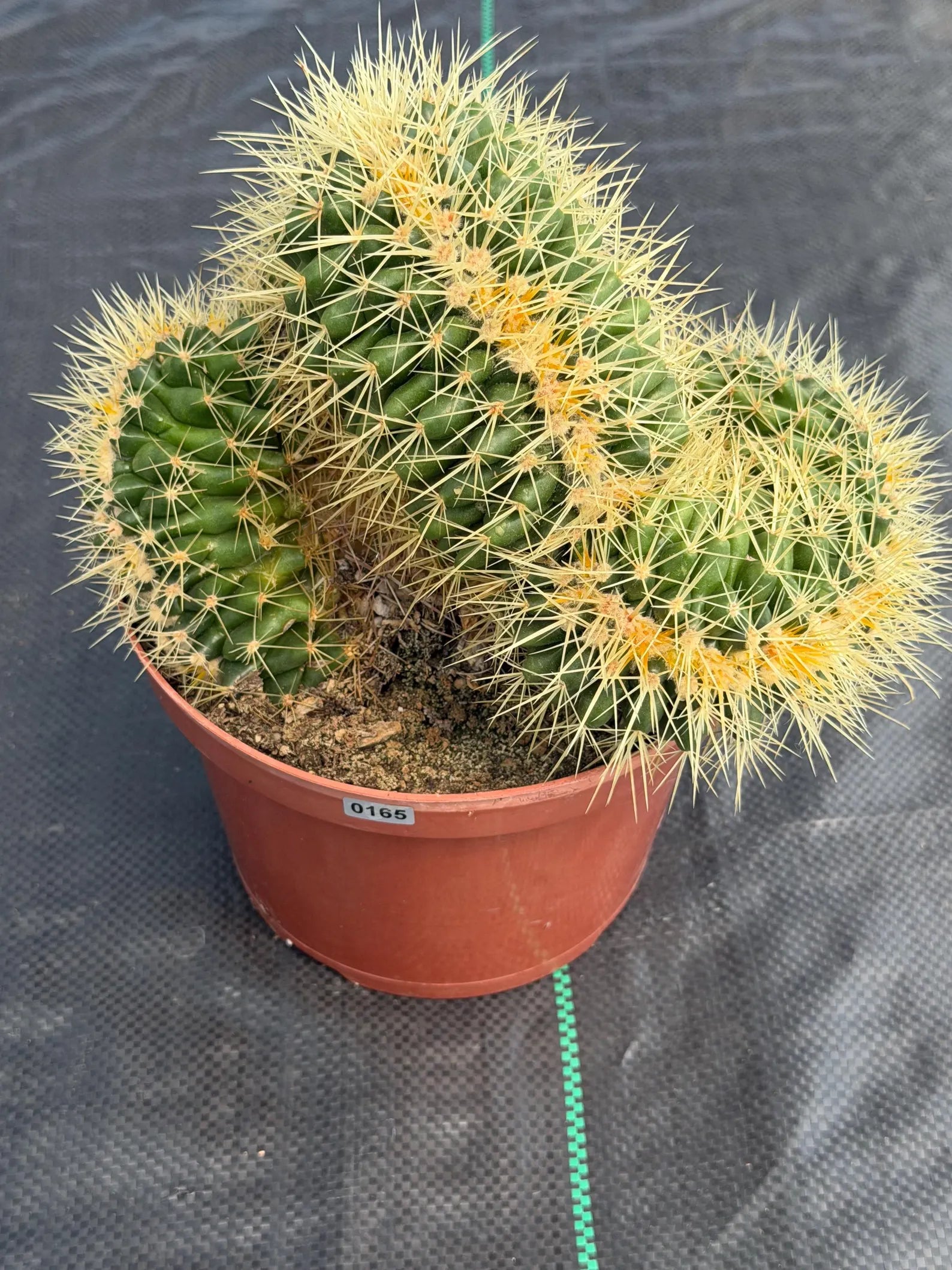 Crested Golden Barrel Cactus – Rare Large Specimen | Collector's Live Plant #165