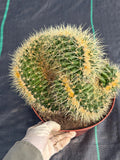 Crested Golden Barrel Cactus Rare Large Specimen Plant