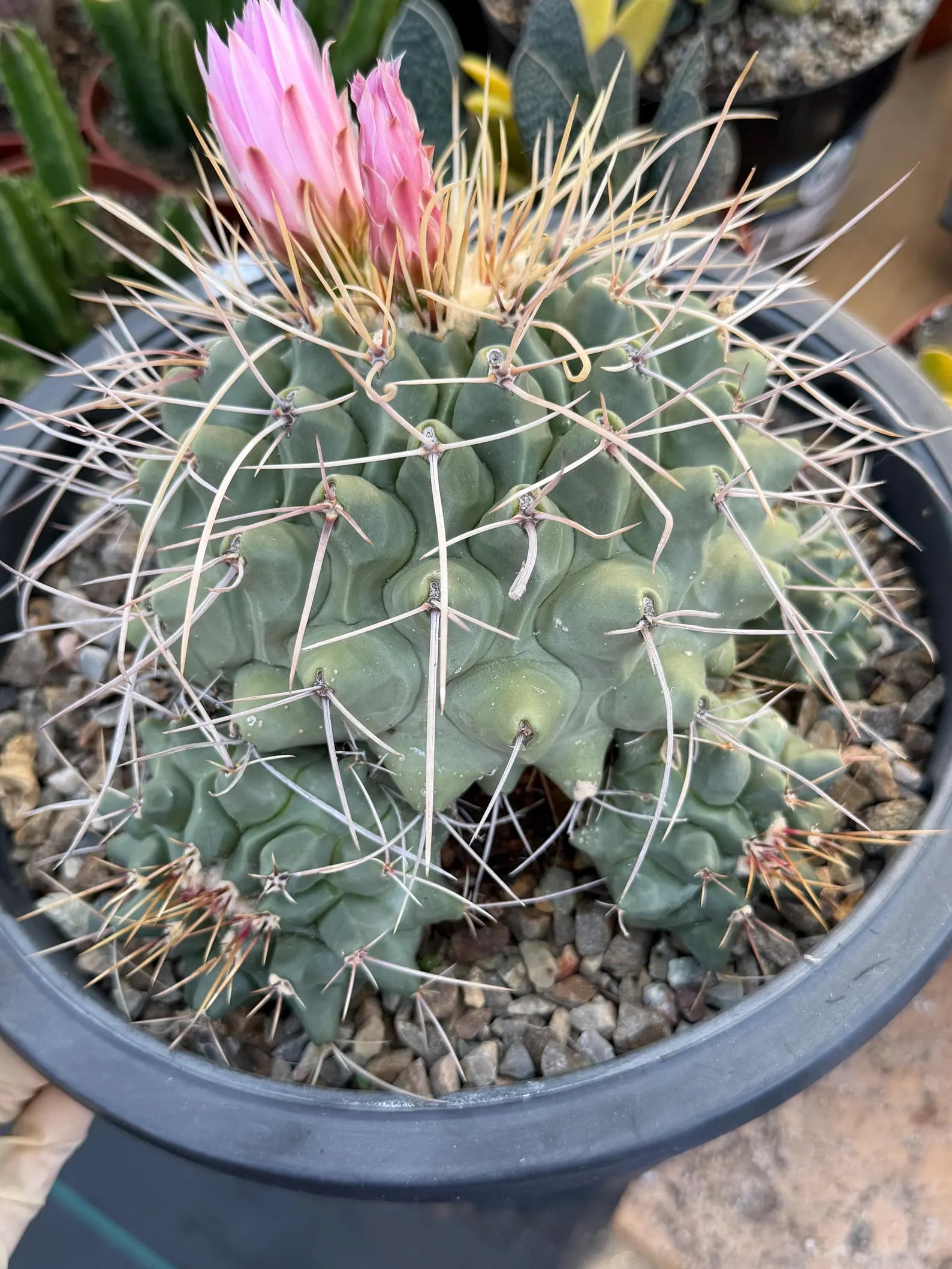 Thelocactus Rinconensis Cluster #42 | Seed Grown Rare Cactus