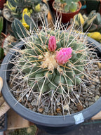 Thelocactus Rinconensis Cluster #42 | Seed Grown Rare Cactus