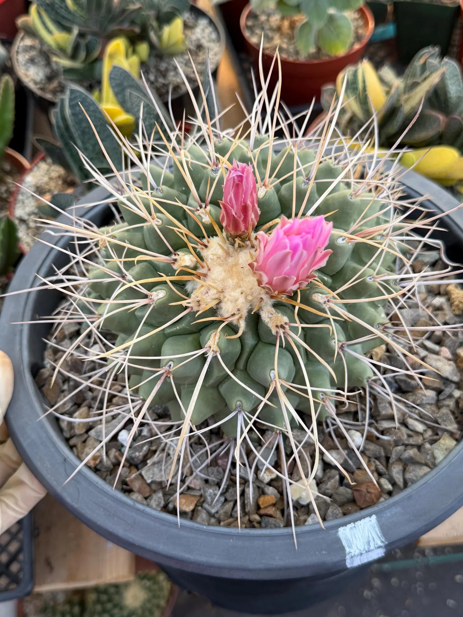 Thelocactus Rinconensis Cluster #42 | Seed Grown Rare Cactus