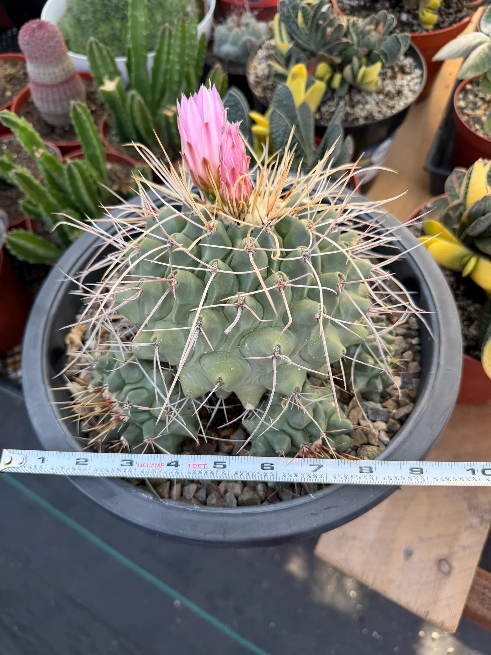 Thelocactus Rinconensis Cluster #42 | Seed Grown Rare Cactus