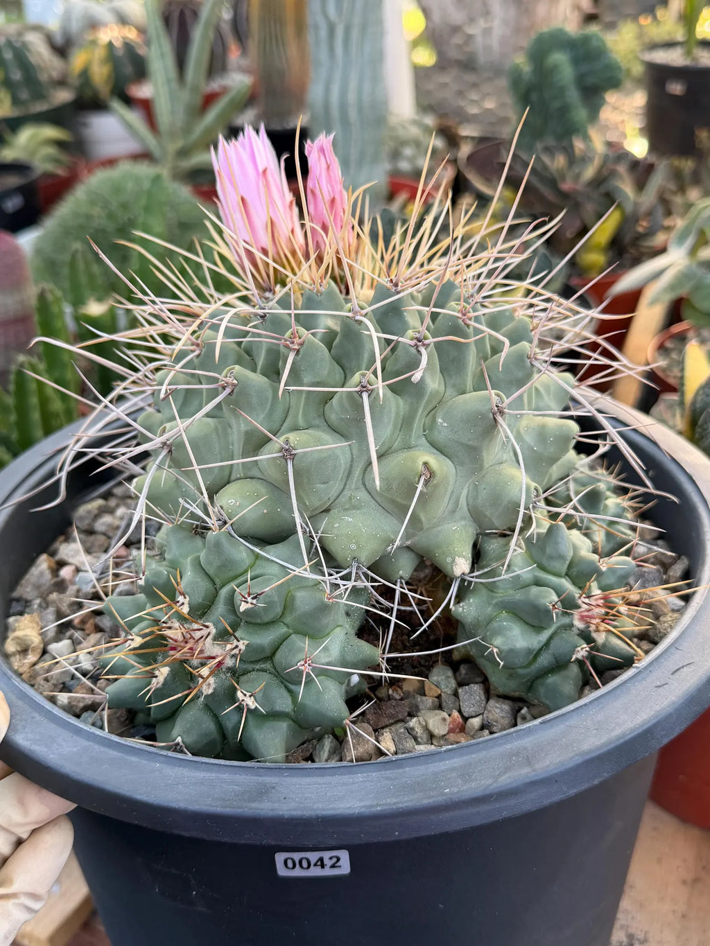 Thelocactus Rinconensis Cluster #42 | Seed Grown Rare Cactus