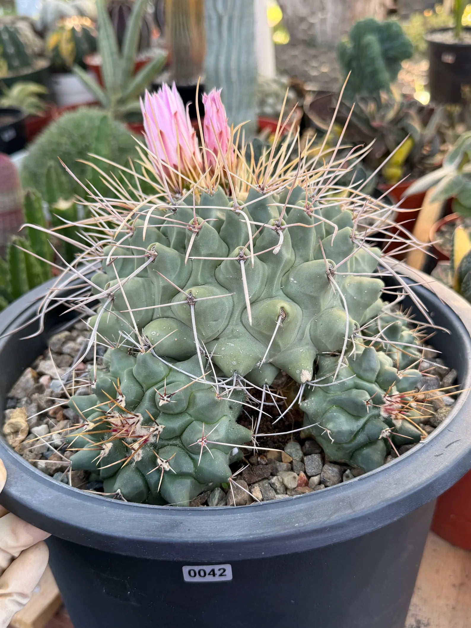 Thelocactus Rinconensis Cluster #42 | Seed Grown Rare Cactus