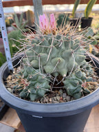Thelocactus Rinconensis Cluster #42 | Seed Grown Rare Cactus