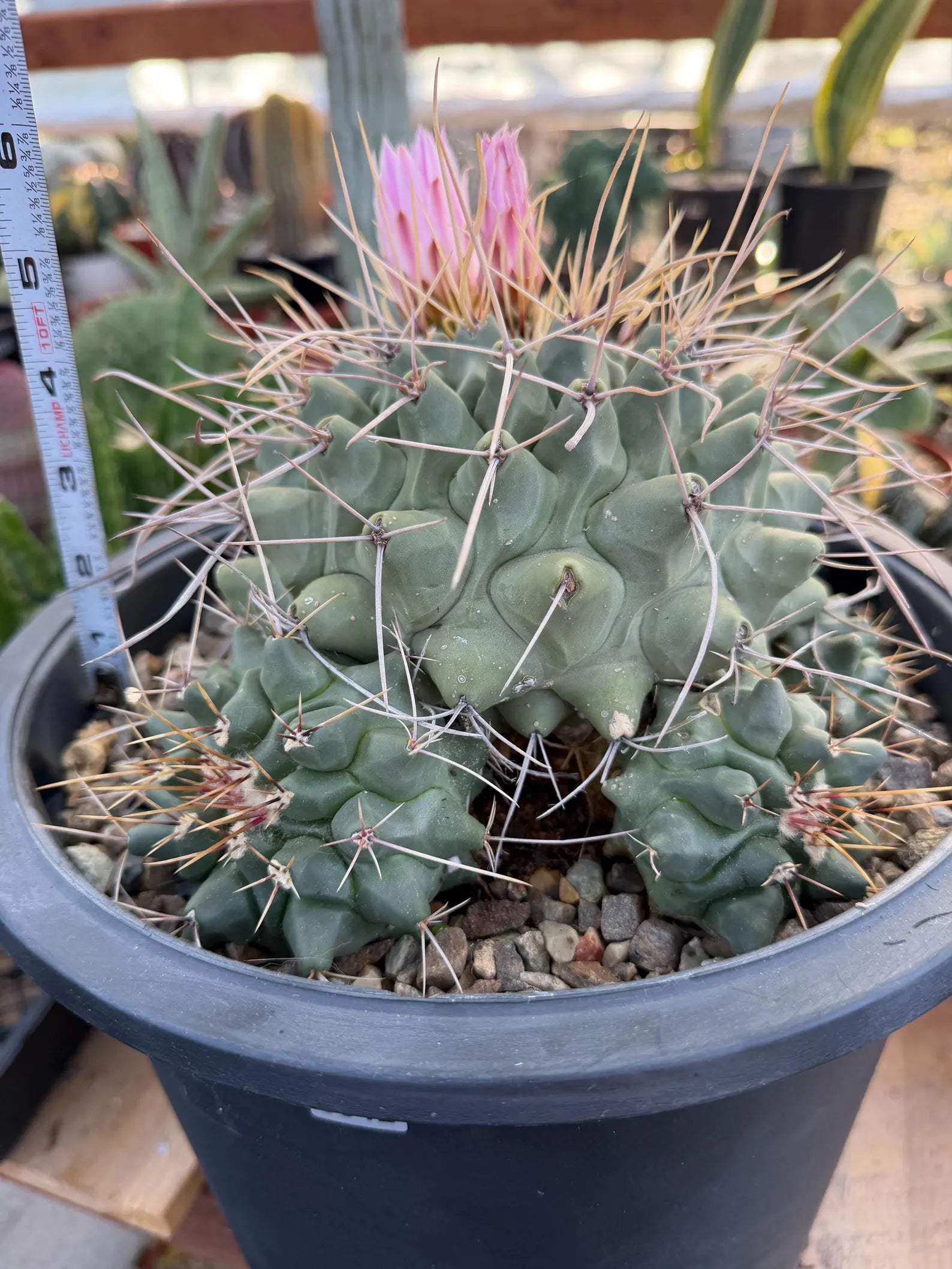 Thelocactus Rinconensis Cluster #42 | Seed Grown Rare Cactus