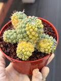 Variegated Mammillaria Schumannii – Rare Seed-Grown Cluster | Collector's Cactus #37