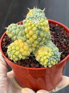 Variegated Mammillaria Schumannii – Rare Seed-Grown Cluster | Collector's Cactus #37
