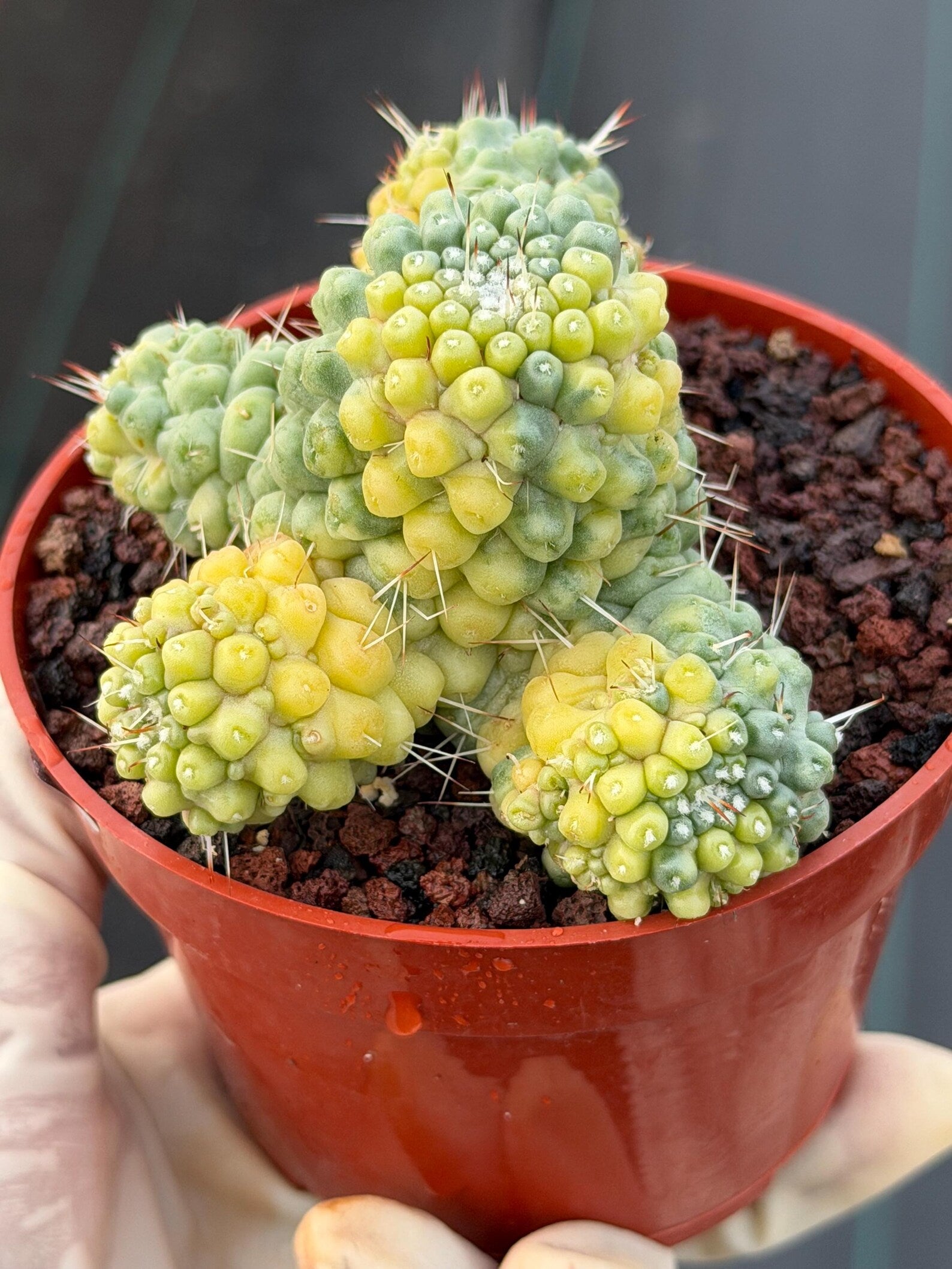 Variegated Mammillaria Schumannii – Rare Seed-Grown Cluster | Collector's Cactus #37