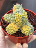 Variegated Mammillaria Schumannii – Rare Seed-Grown Cluster | Collector's Cactus #37