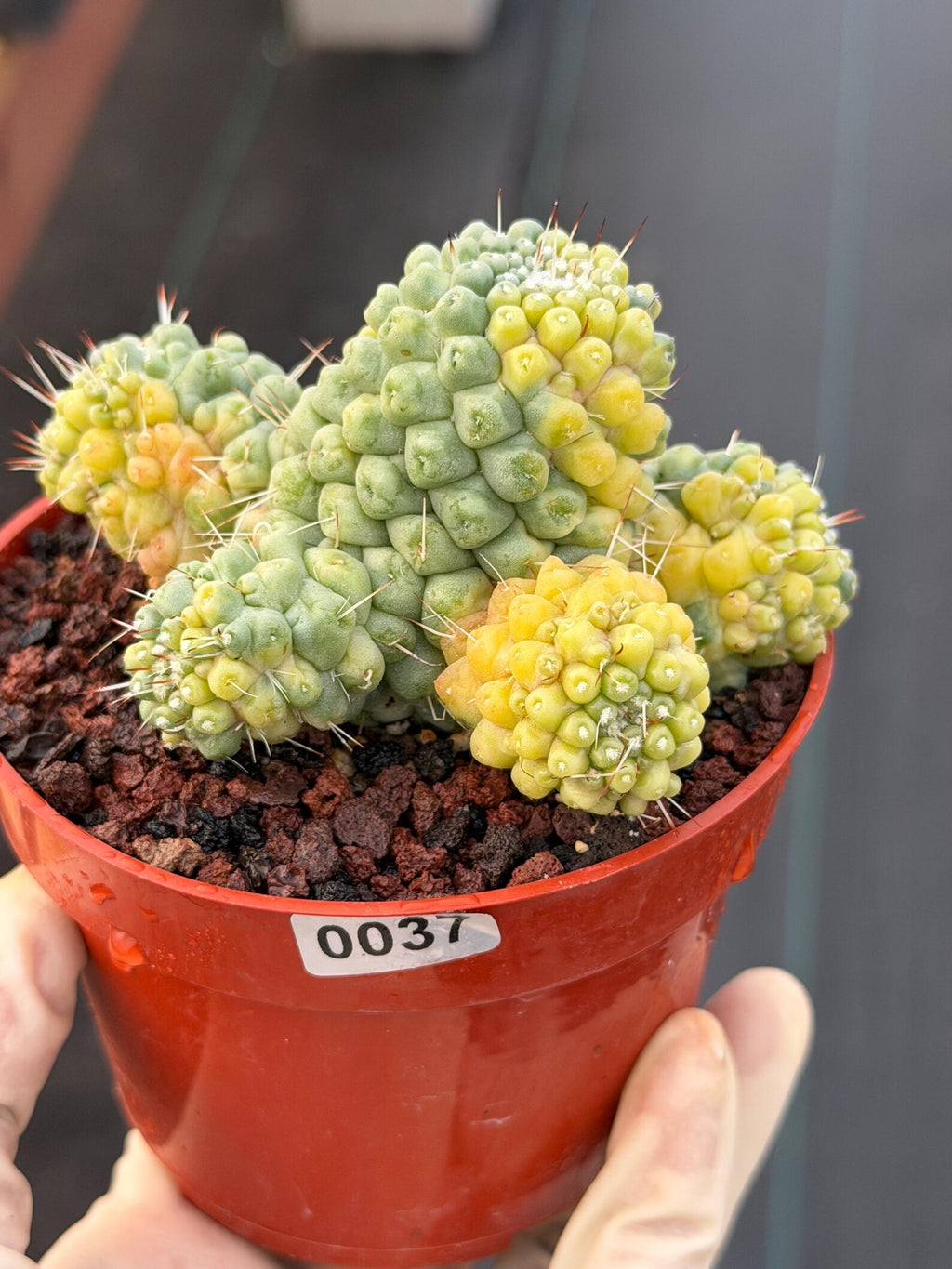 Variegated Mammillaria Schumannii – Rare Seed-Grown Cluster | Collector's Cactus #37