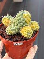Variegated Mammillaria Schumannii – Rare Seed-Grown Cluster | Collector's Cactus #37