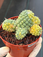 Variegated Mammillaria Schumannii – Rare Seed-Grown Cluster | Collector's Cactus #37
