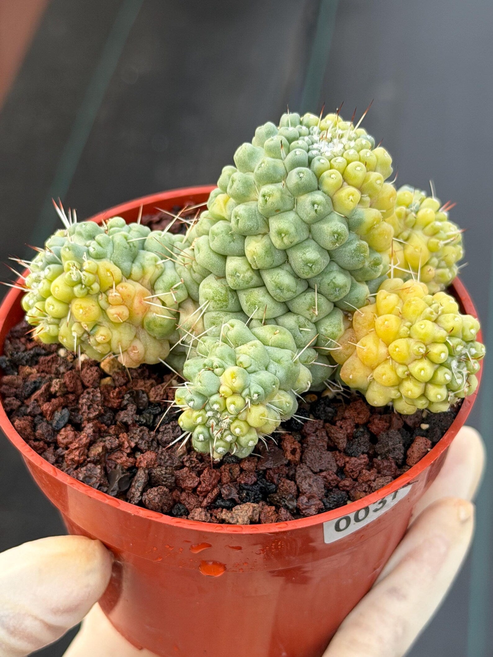 Variegated Mammillaria Schumannii – Rare Seed-Grown Cluster | Collector's Cactus #37
