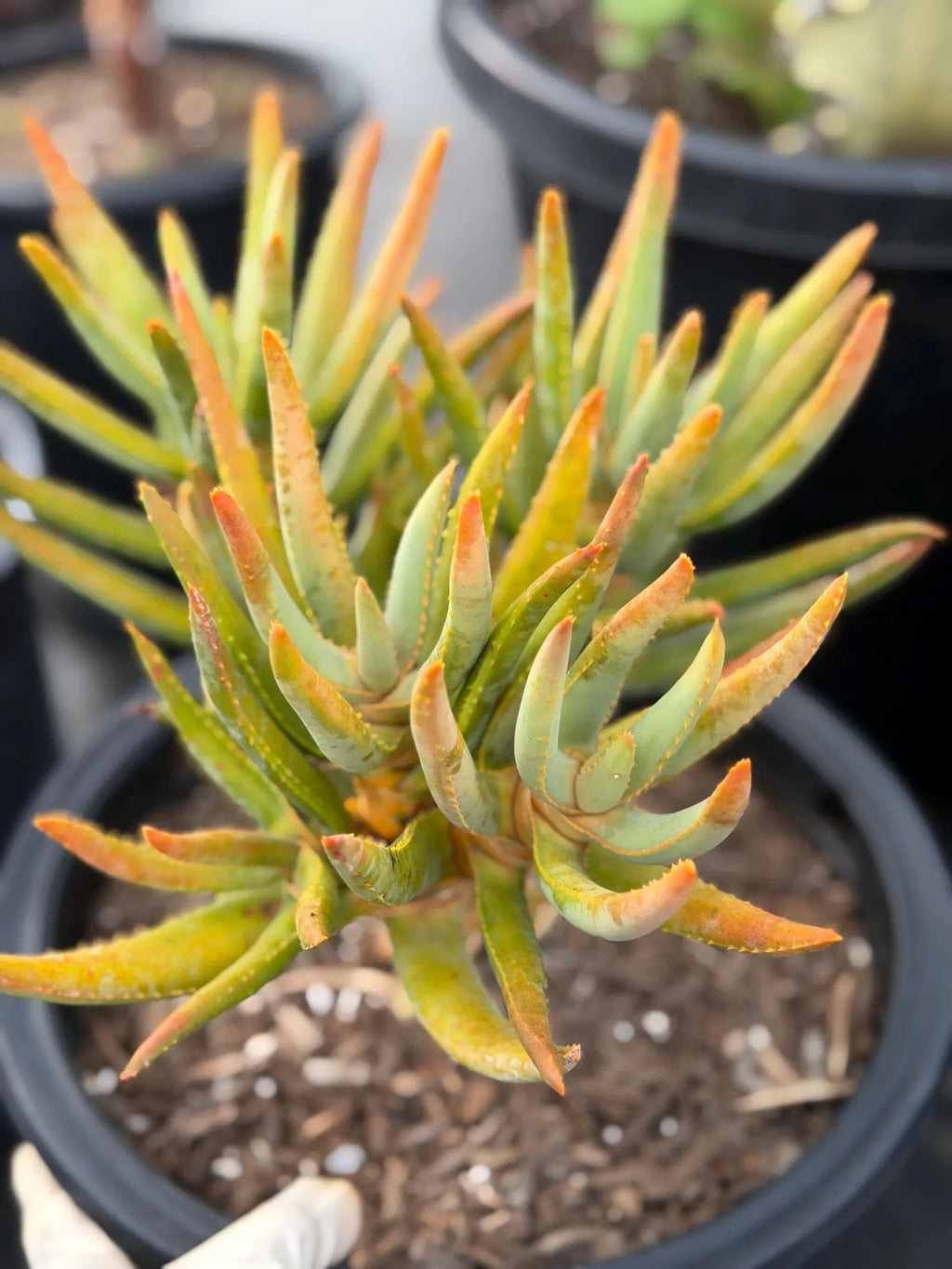 Aloe Ramosissima Tree Form #187