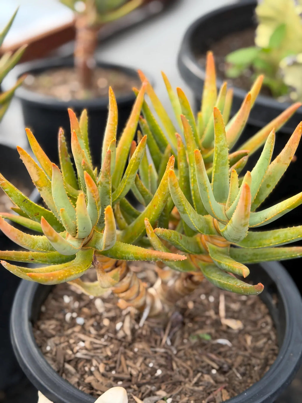 Aloe Ramosissima Tree Form #187