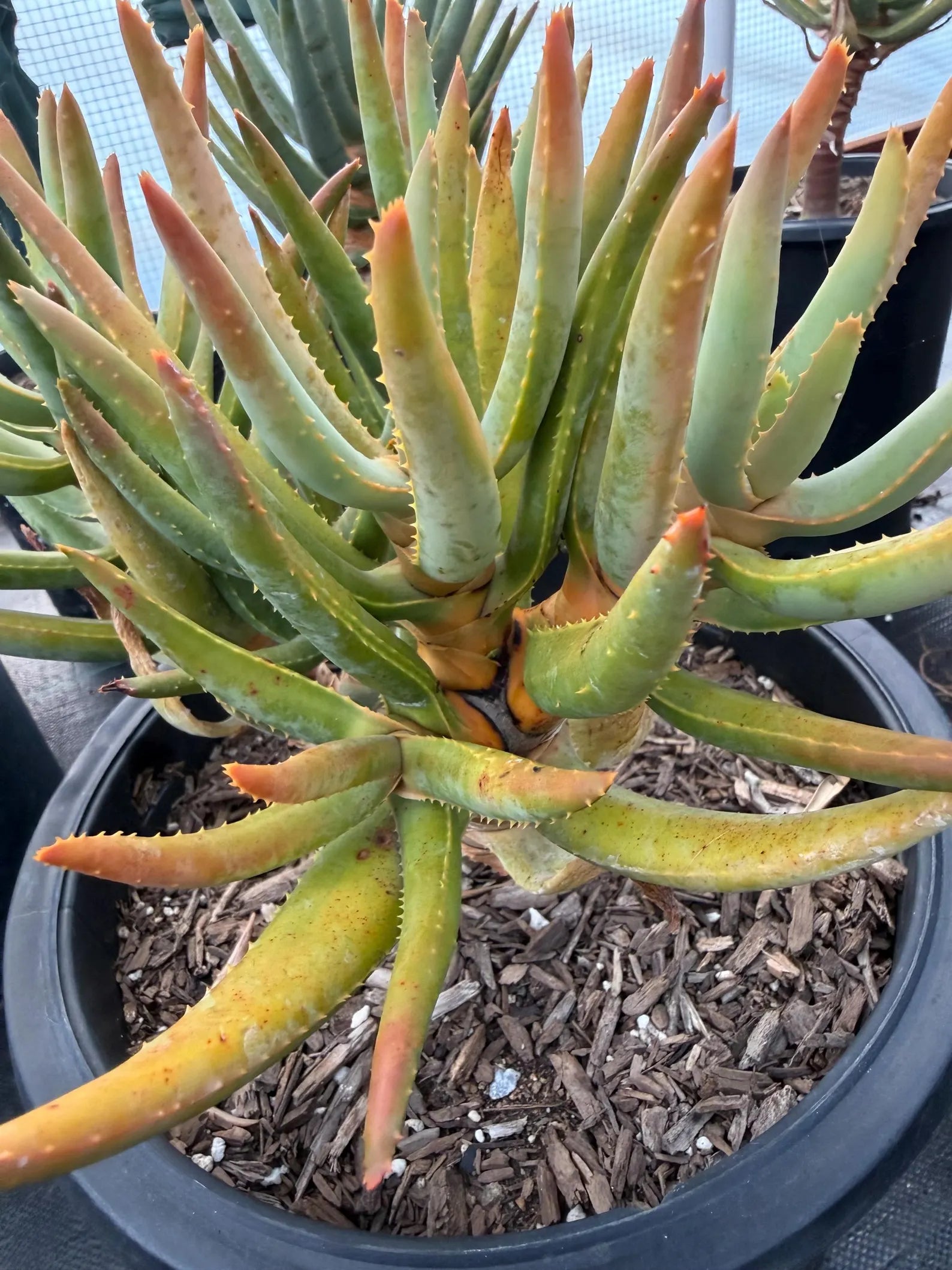 Aloe Ramosissima Tree Form #187