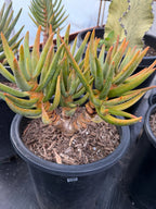 Aloe Ramosissima Tree Form #187