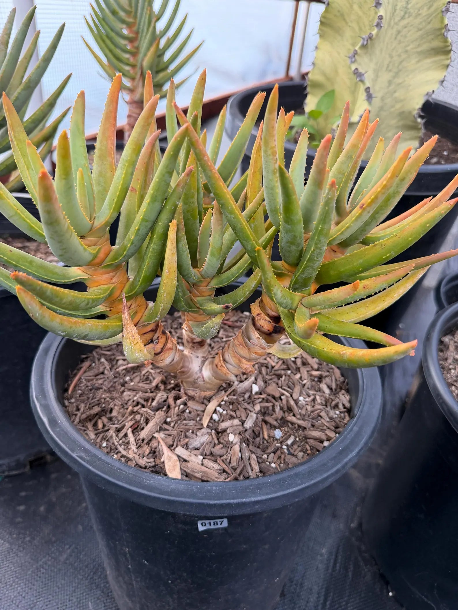 Aloe Ramosissima Tree Form #187