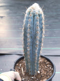 Blue Pilosocereus Pachycladus – Rare Live Cactus | 9" Tall Columnar Specimen