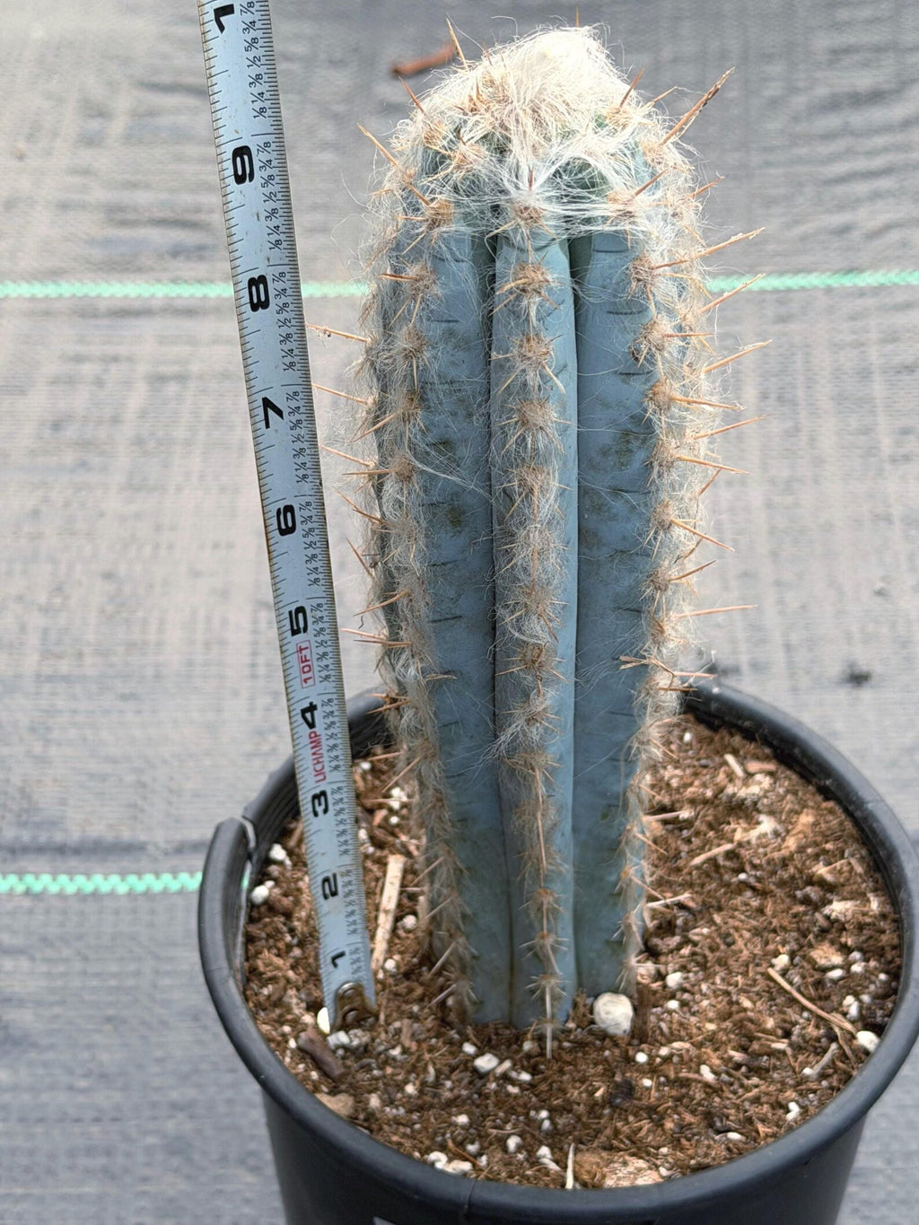 Blue Pilosocereus Pachycladus – Rare Live Cactus | 9" Tall Columnar Specimen