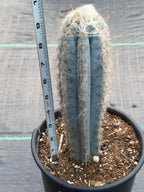 Blue Pilosocereus Pachycladus – Rare Live Cactus | 9" Tall Columnar Specimen