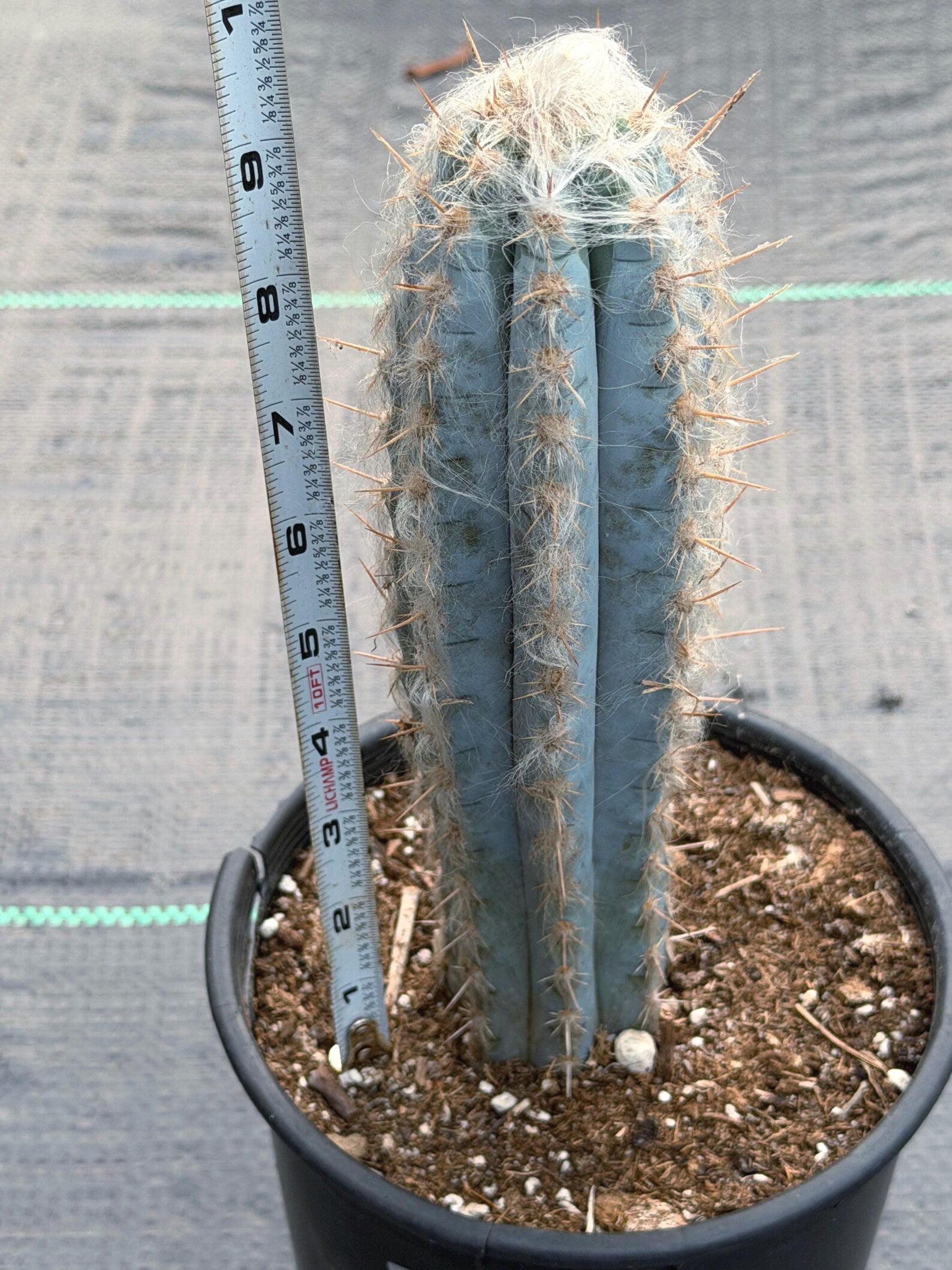 Blue Pilosocereus Pachycladus – Rare Live Cactus | 9" Tall Columnar Specimen
