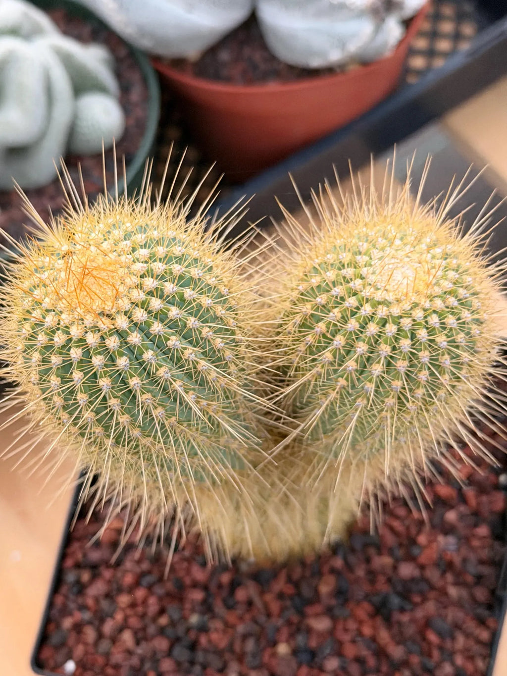 Rare Micranthocereus Cactus – Live Columnar Specimen | Collector's Plant