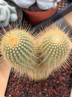 Rare Micranthocereus Cactus – Live Columnar Specimen | Collector's Plant