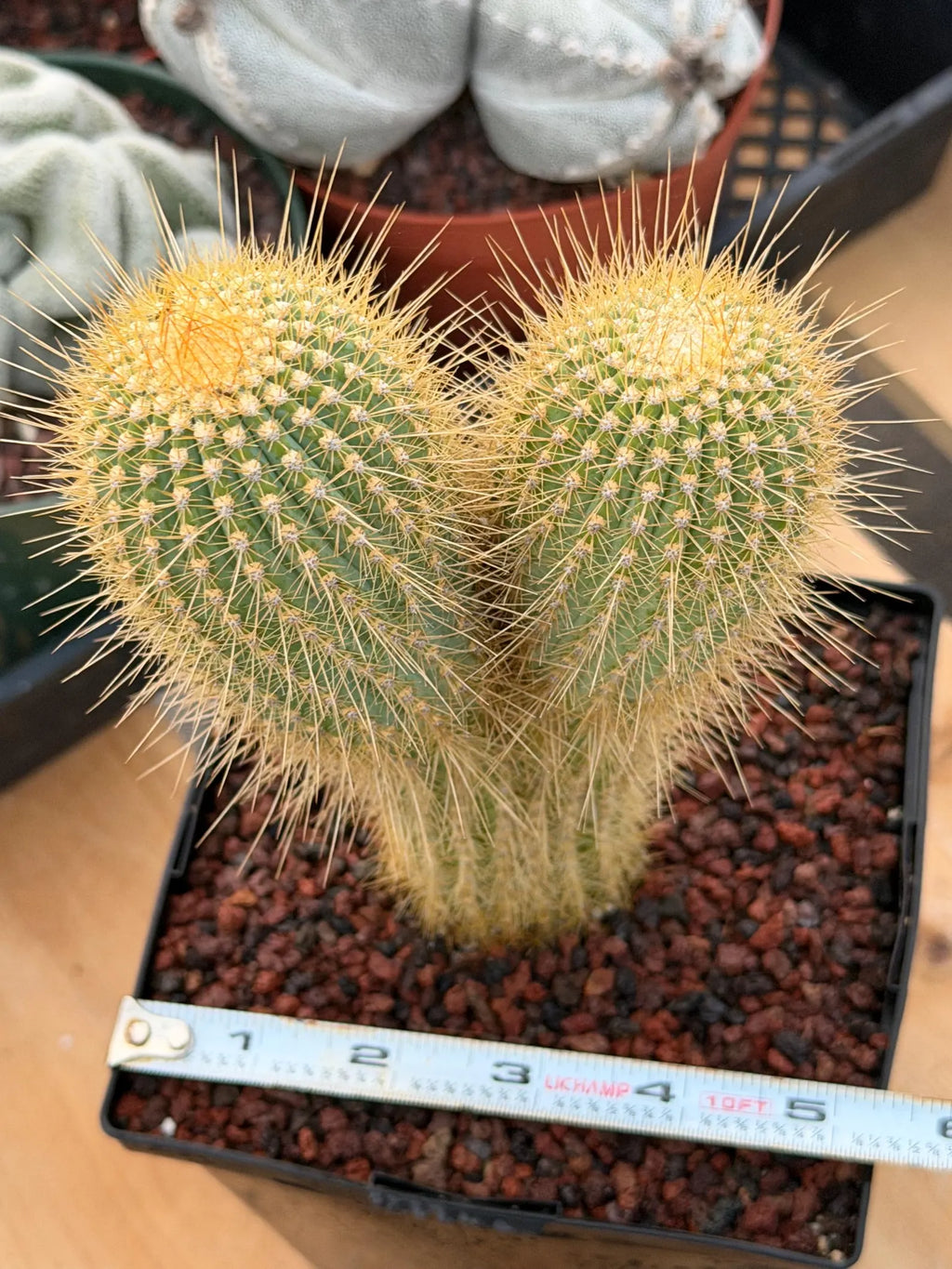 Rare Micranthocereus Cactus – Live Columnar Specimen | Collector's Plant