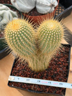 Rare Micranthocereus Cactus – Live Columnar Specimen | Collector's Plant