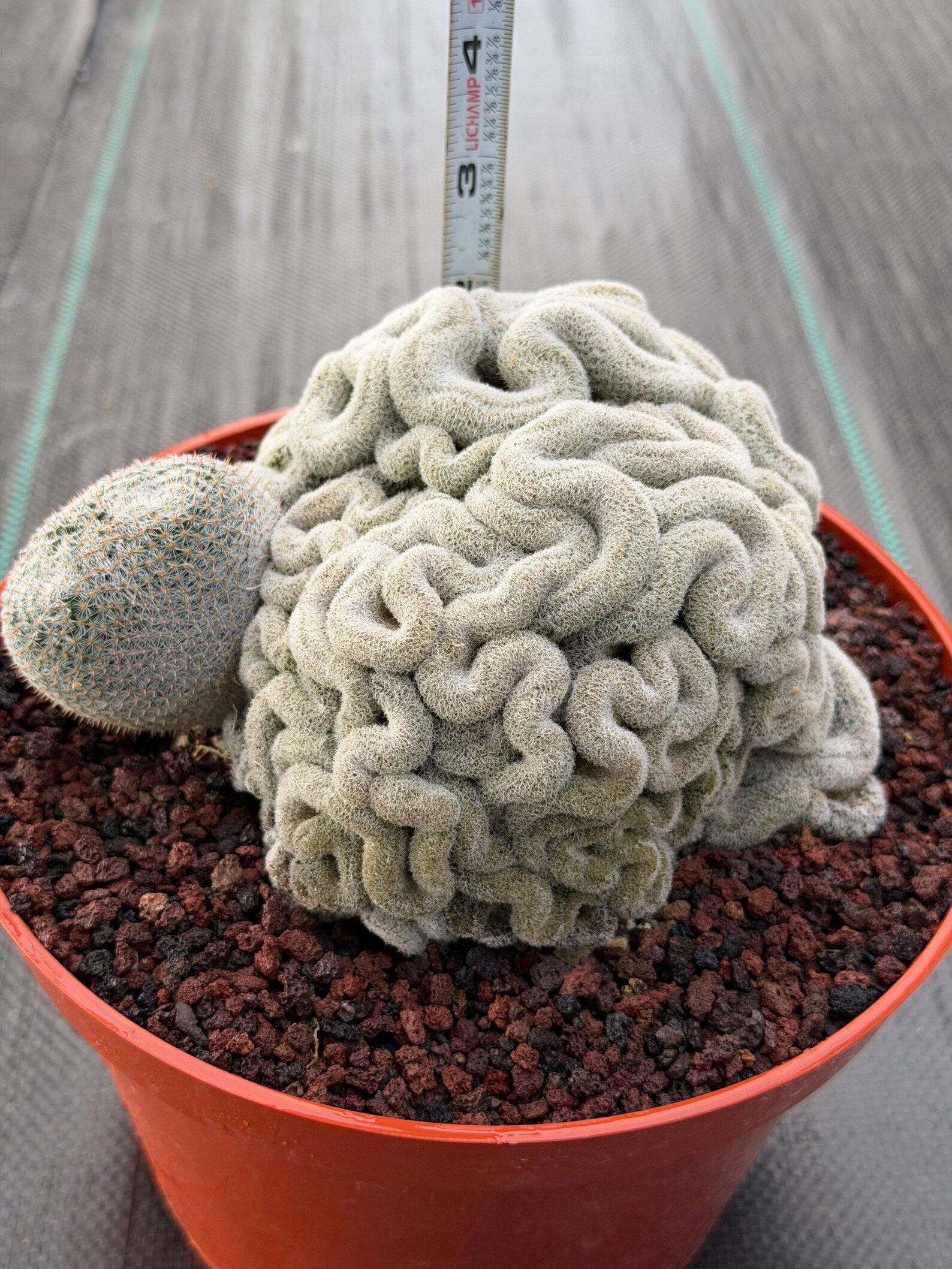 Mammillaria Perbella Crested | Rare Specimen Cactus | 8" Live Plant
