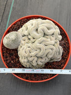 Mammillaria Perbella Crested | Rare Specimen Cactus | 8" Live Plant