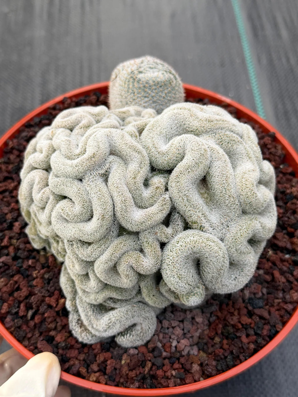 Mammillaria Perbella Crested | Rare Specimen Cactus | 8" Live Plant