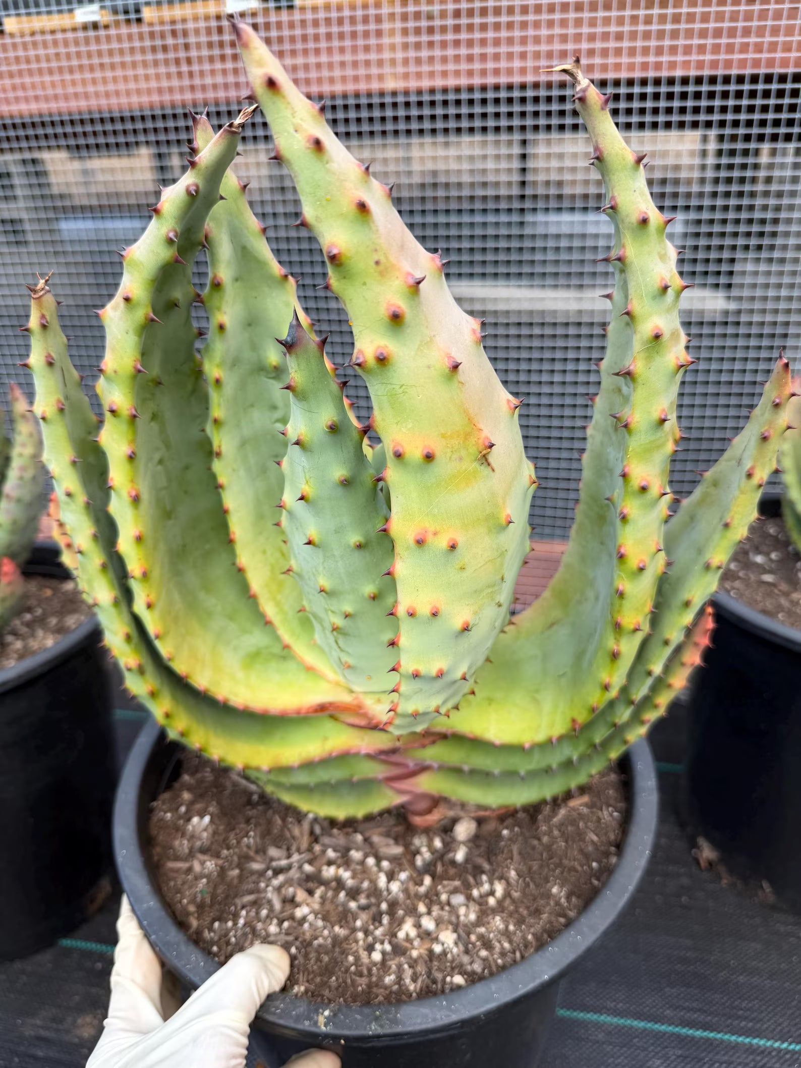 Aloe Marlothii Rare Live Succulent – Exact Collector Plant #156
