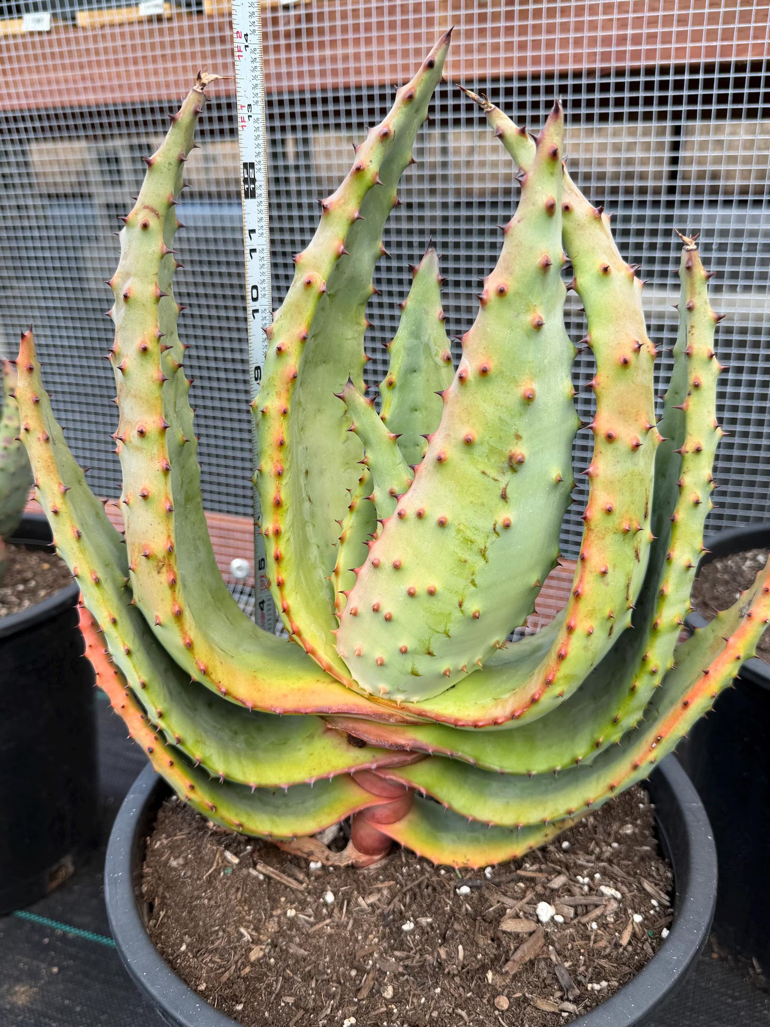 Aloe Marlothii Rare Live Succulent – Exact Collector Plant #156