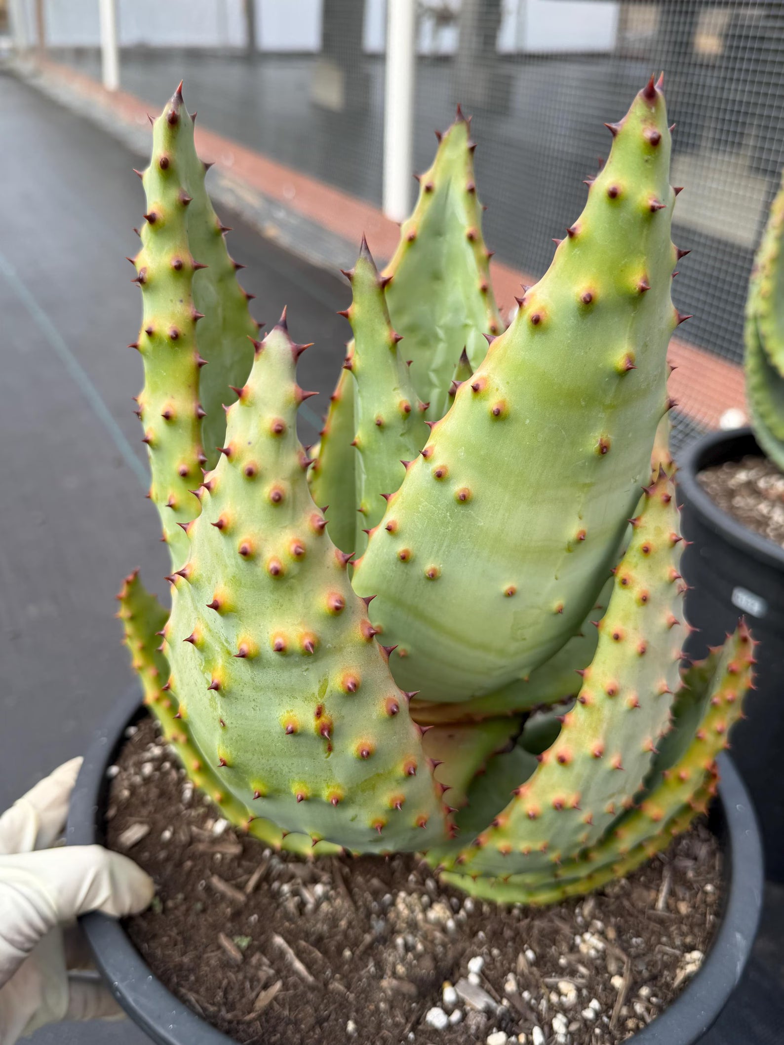 Aloe Marlothii Rosette Form | Rare Live Collector Succulent #155