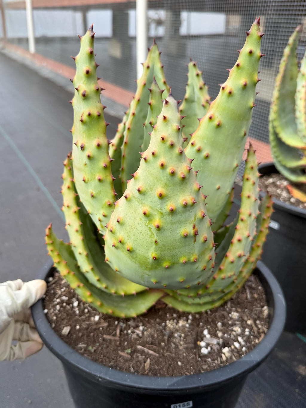 Aloe Marlothii Rosette Form | Rare Live Collector Succulent #155