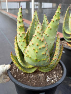 Aloe Marlothii Rosette Form | Rare Live Collector Succulent #155