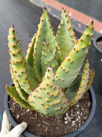Aloe Marlothii Rosette Form | Rare Live Collector Succulent #155