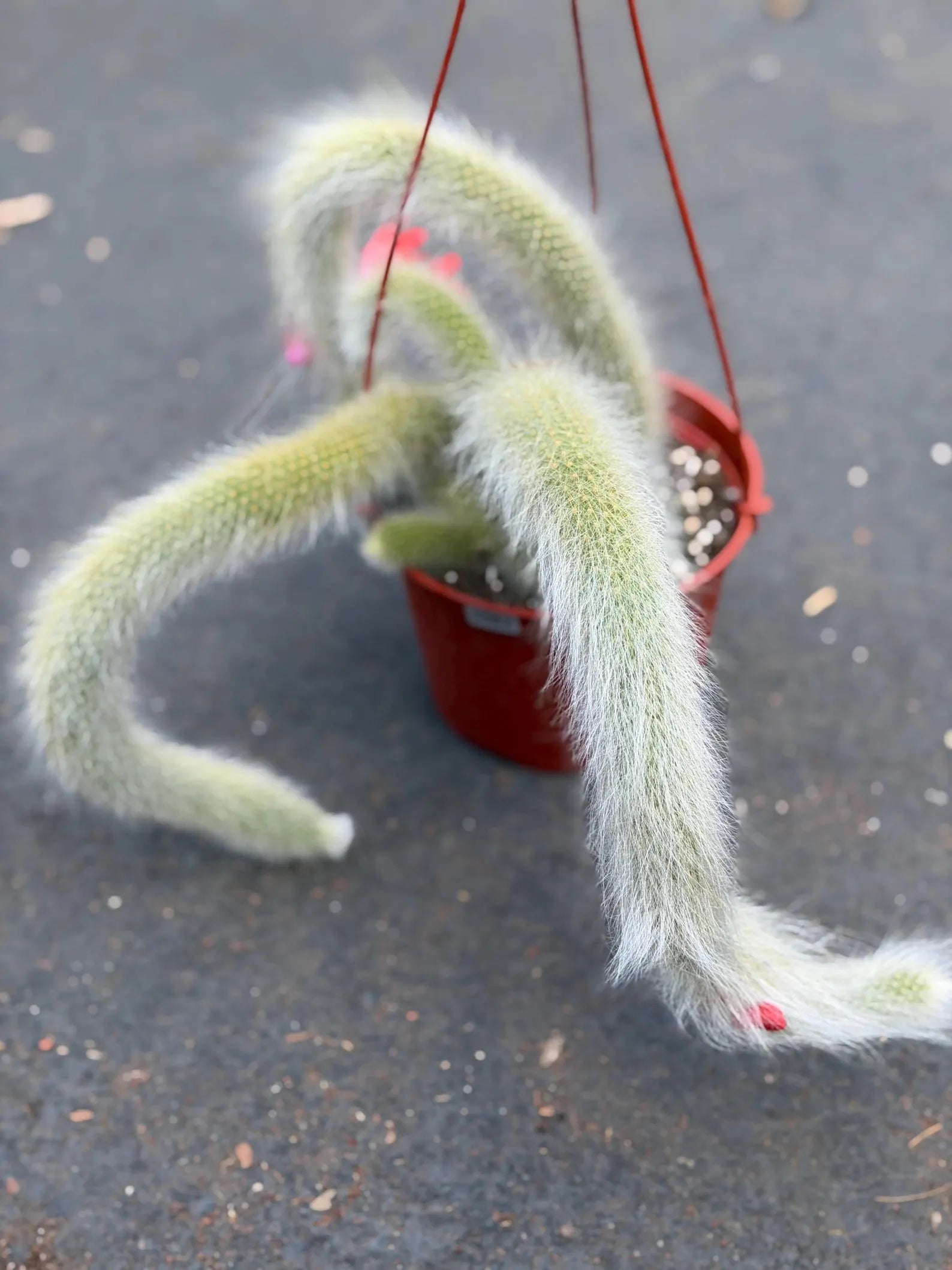 Hairy Monkey Tail Cactus – Rare Live Trailing Succulent #62