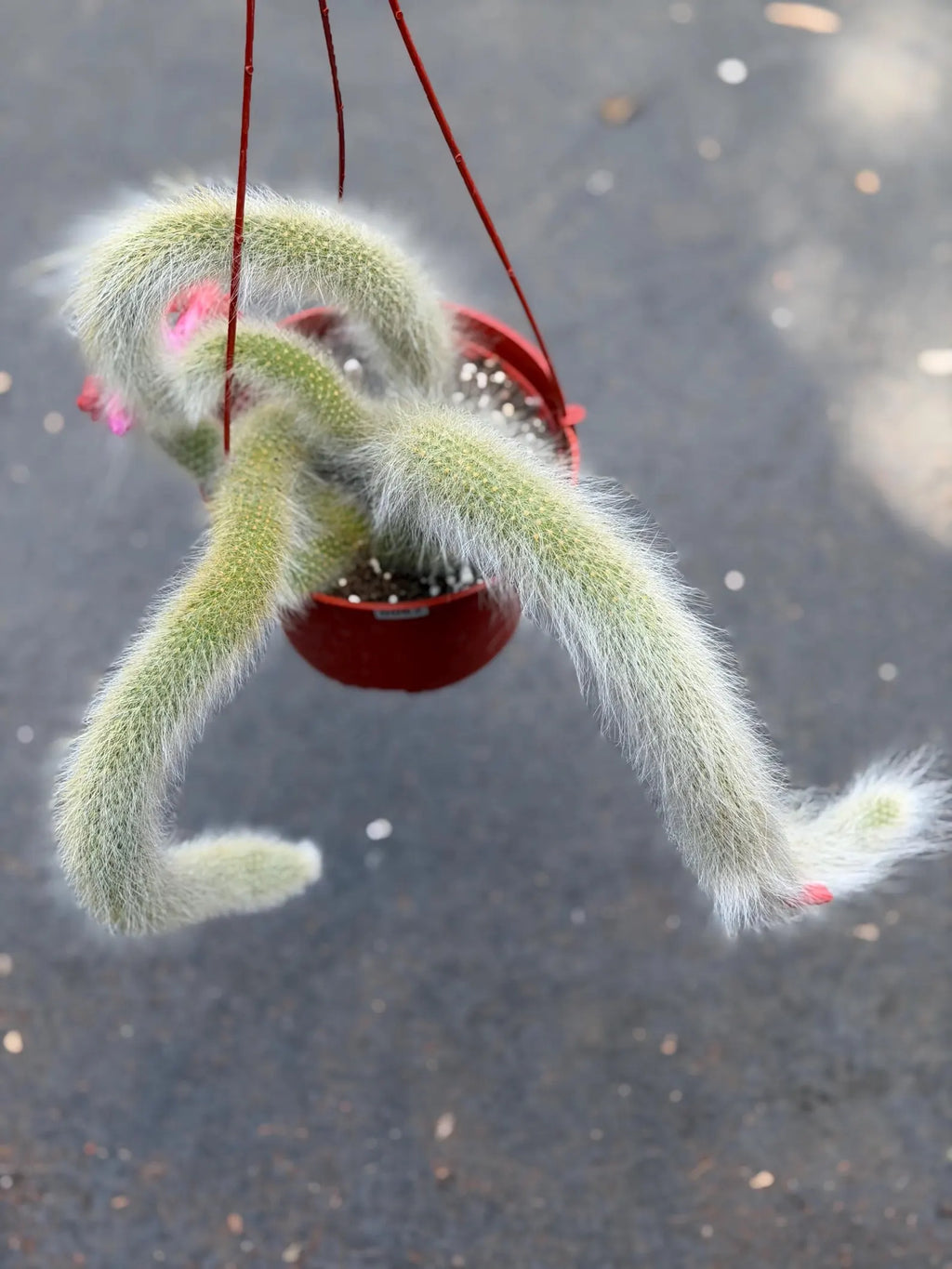 Hairy Monkey Tail Cactus – Rare Live Trailing Succulent #62
