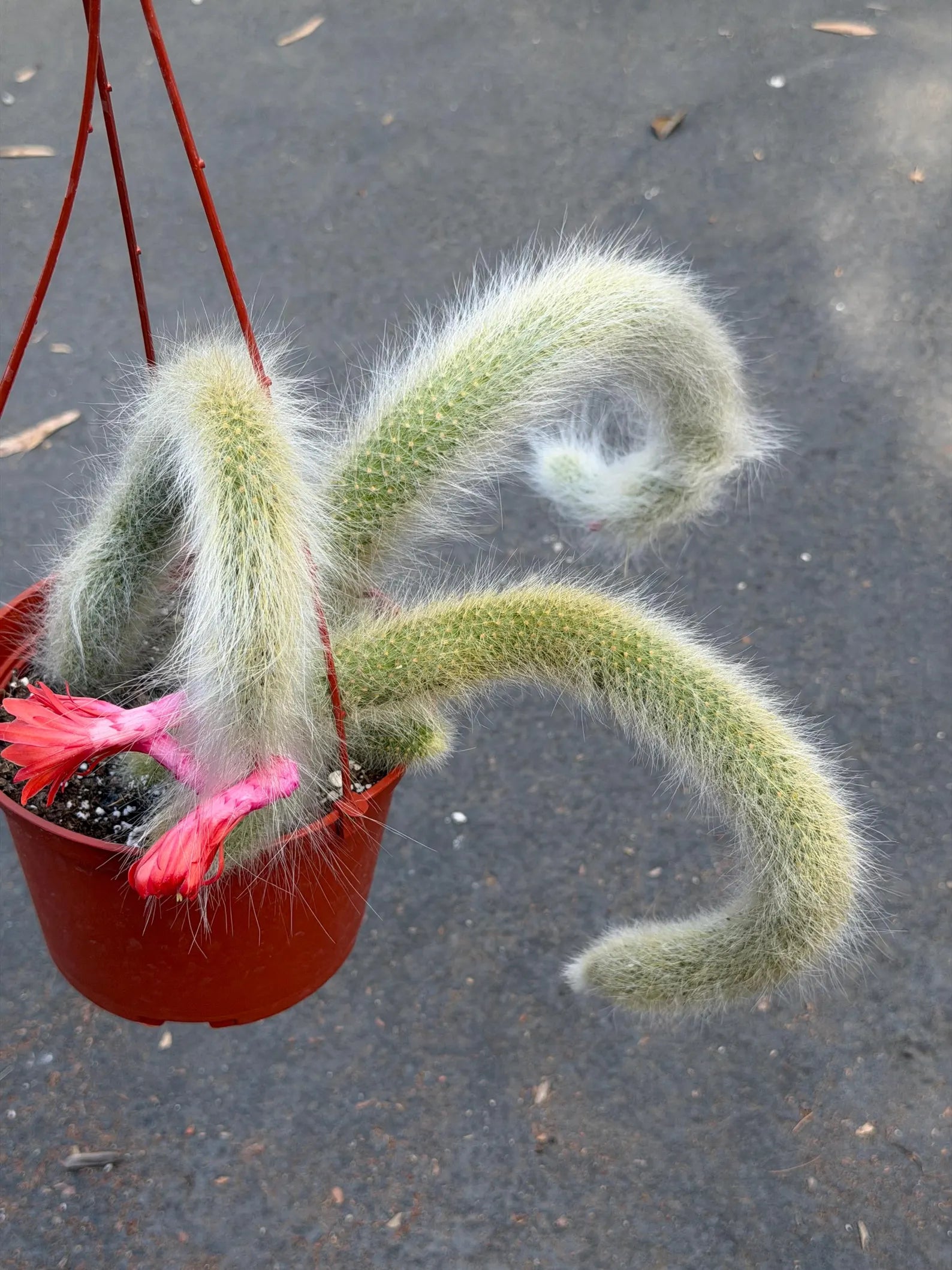 Hairy Monkey Tail Cactus – Rare Live Trailing Succulent #62