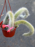Hairy Monkey Tail Cactus – Rare Live Trailing Succulent #62