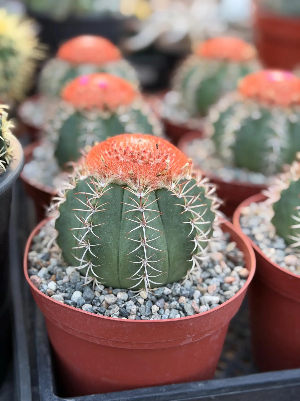 Melocactus Matanzanus | Rare Melon Cactus | Live Cactus Plant