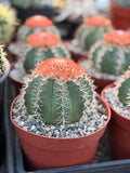 Melocactus Matanzanus | Rare Melon Cactus | Live Cactus Plant