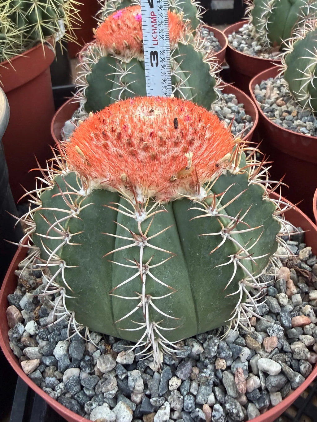 Melocactus Matanzanus | Rare Melon Cactus | Live Cactus Plant