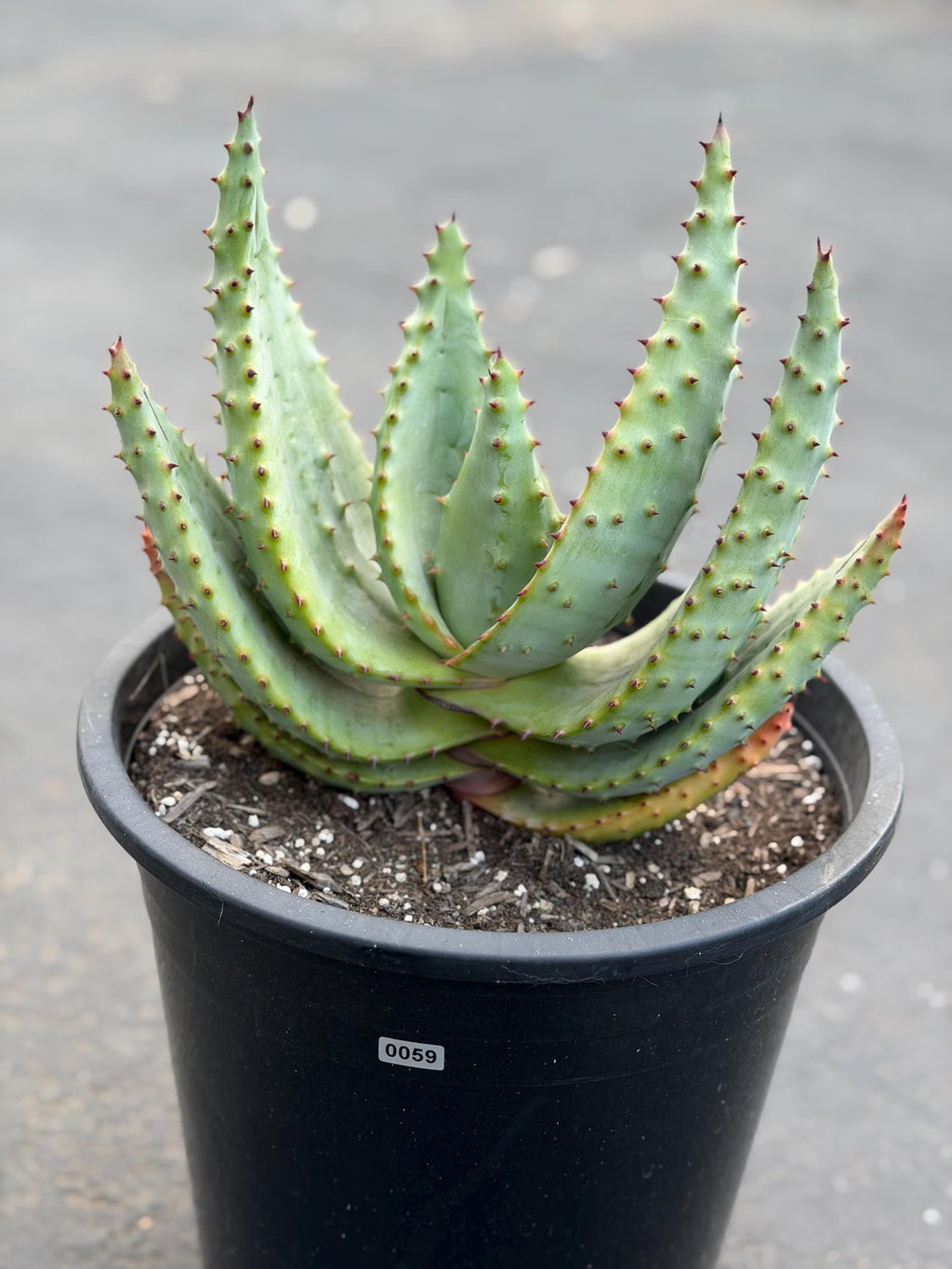 Aloe Marlothii Live Succulent | Rare Mountain Aloe | Large Easy Care Plant | Exact Plant #59